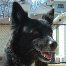 Stella was adopted in April, 2006